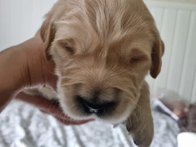 Puppy: Rosa