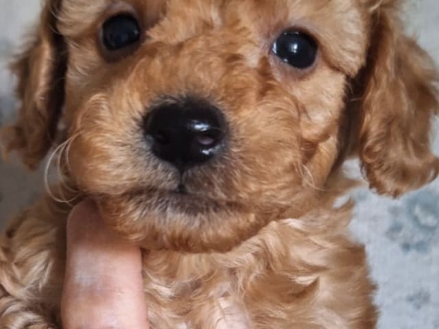 Puppy: Hane 3