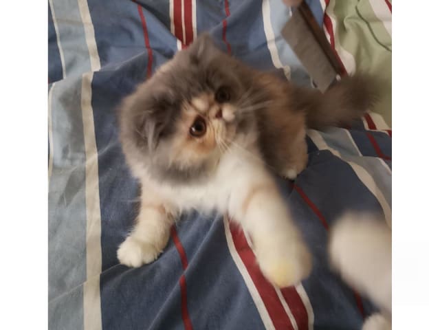 kitten: Lalita My Love