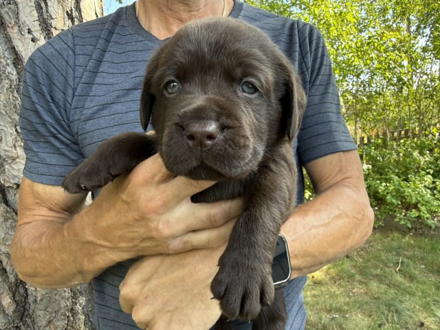 Puppy: Hane 1