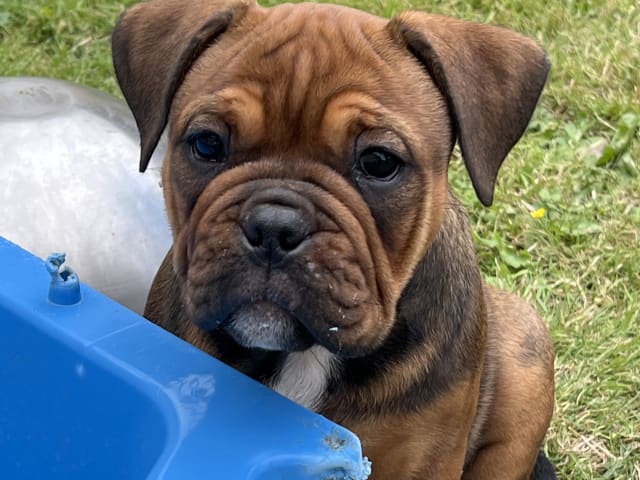 Puppy: Tik 2