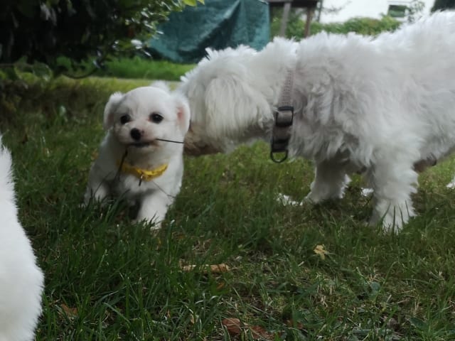 Puppy: Tik 3
