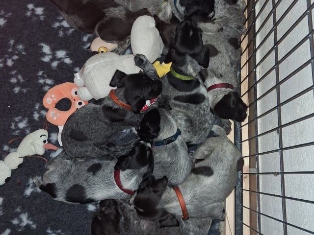 Puppy: Hanner og tæver