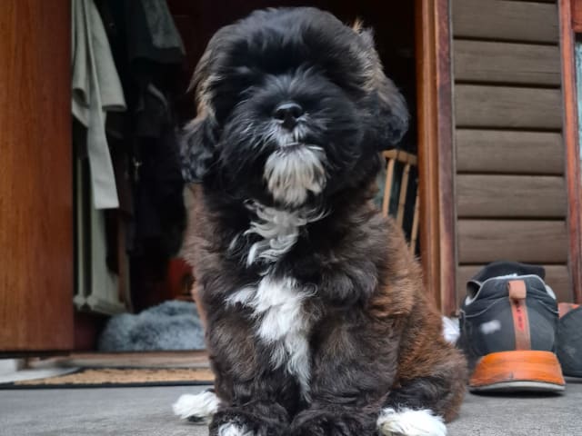 Shihpoo