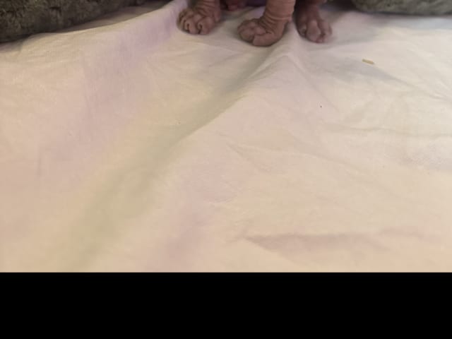 kitten: Belle