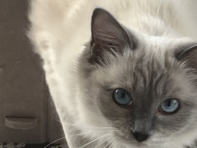 kattunge: Hona 1