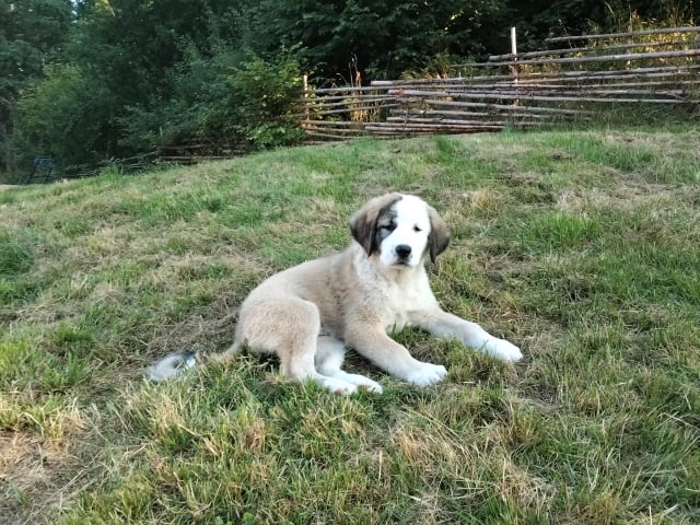 Puppy: Luna