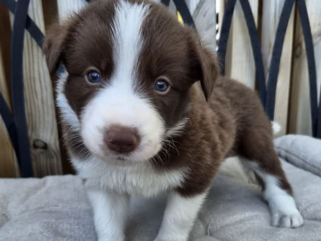 Puppy: Tik 1