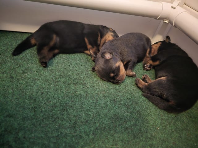 Puppy: Valpar