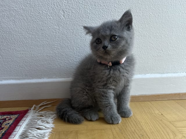 kitten: Serine BlueCats Nala