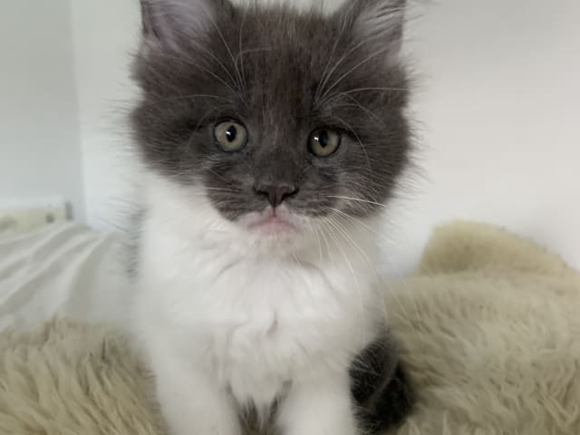 kitten: Hona 1