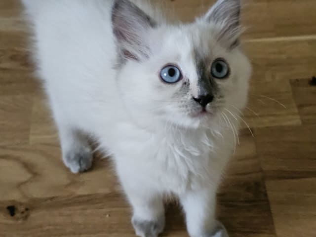 kattunge: Blue point colour