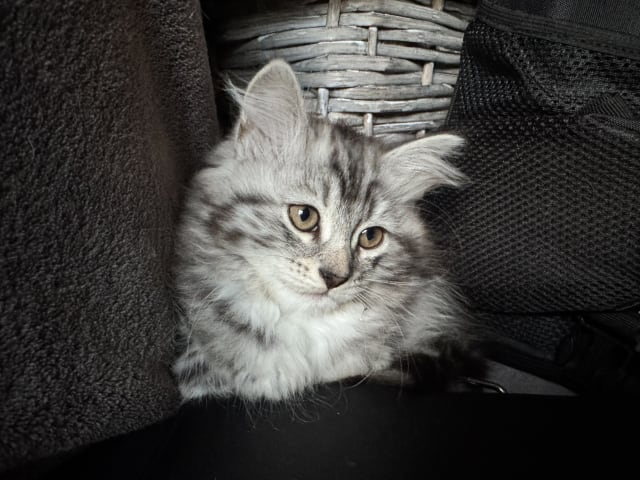 kitten: Uffel