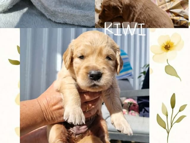 Puppy: Kiwi