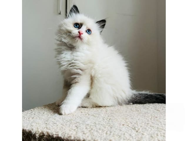 kitten: Alice