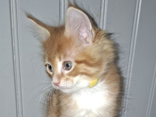 Kattunge: Hane 3