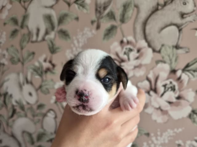 Puppy: Tik 2 kexet