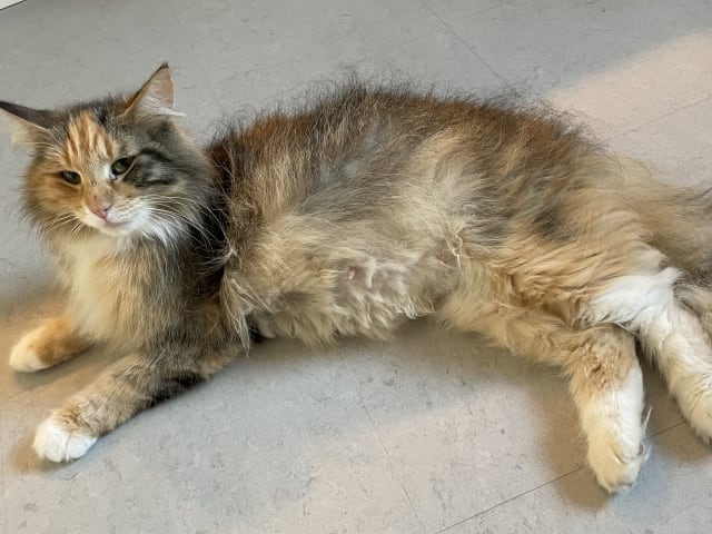 Mor: Mamma
