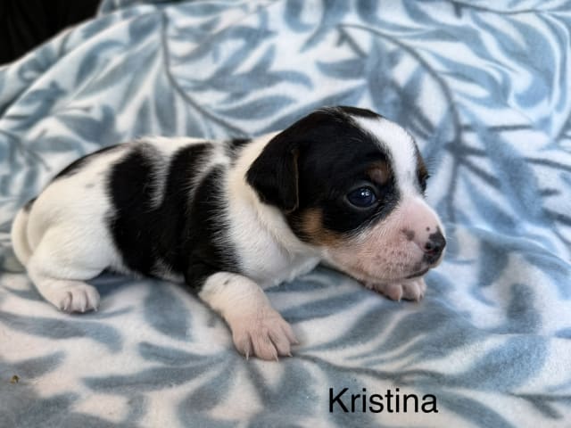 Valp: Kristina