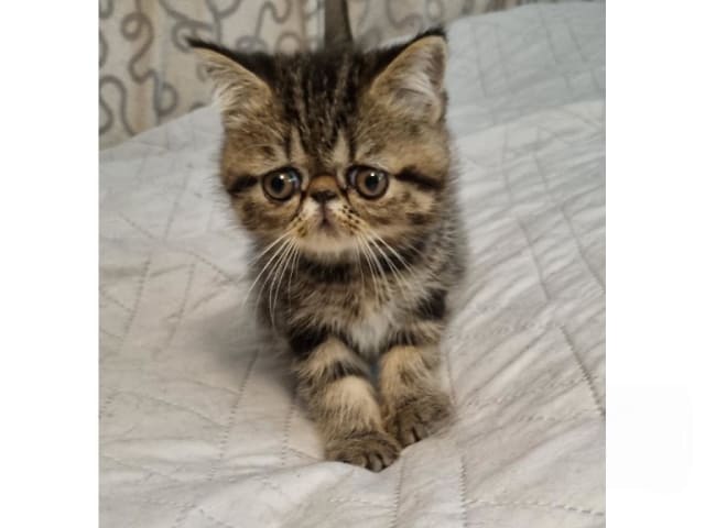 kitten: Yuzzi