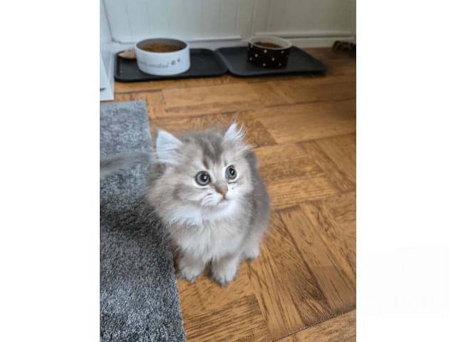 kattunge: Bellatrix