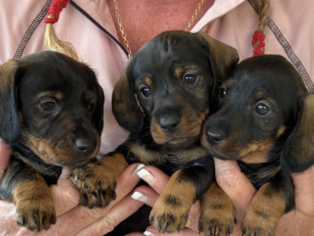 Puppy: Hane 1