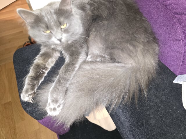 kattunge: Candy