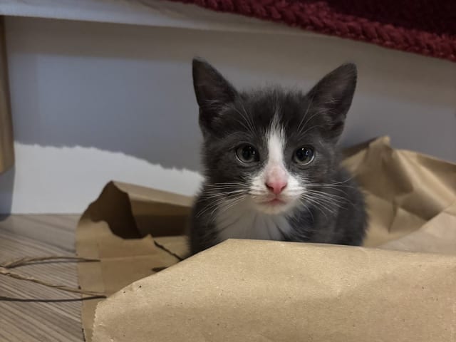 kitten: Sweetie 3