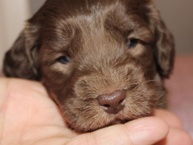 Dalkullas labradoodle