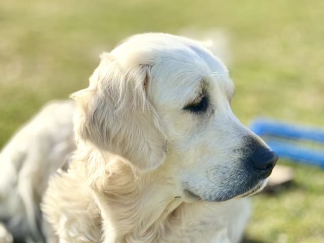 Mamma: Ekbergarn’s Sweet Angel