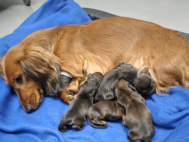 Puppy: Tik 3