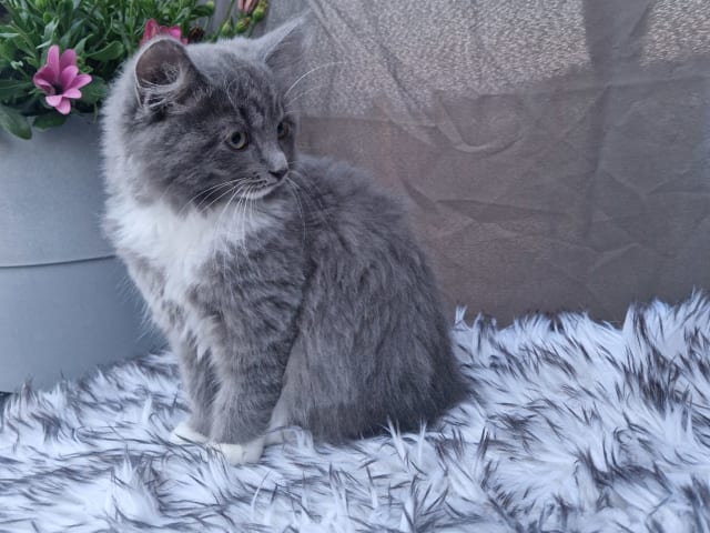 kitten: Hona 2