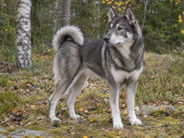 Jämthund som står i en skogsmiljö