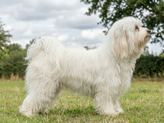 Bichon havanais – loving little family dog