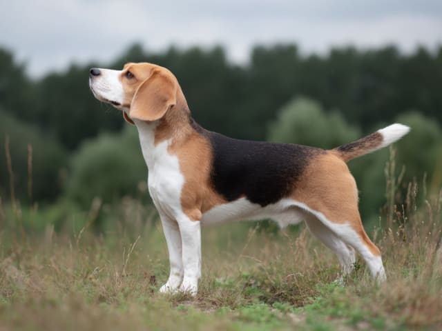 Beagle – sturdy and playful family dog