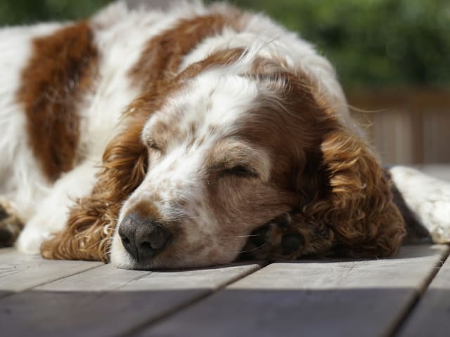 dog sleeping