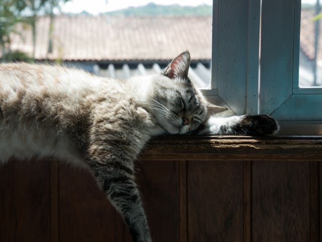 Kat, der hviler i skyggen om sommeren