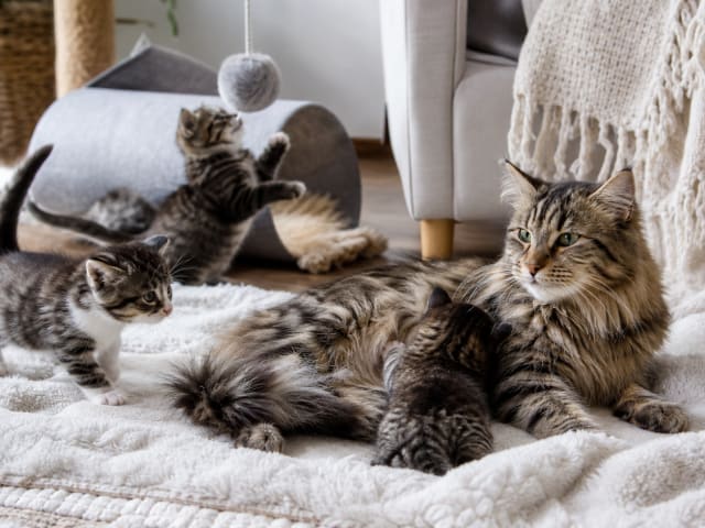 Kattunge sammen med moren sin