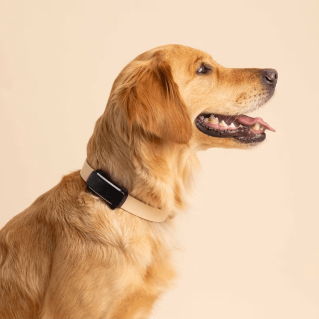 Tractive GPS til hund – Smart og pålidelig sporing