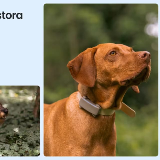 Tractive GPS til hund – Smart og pålidelig sporing