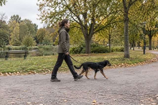 Hund och hundägare går på en bred parkstig med god uppsikt över marken.