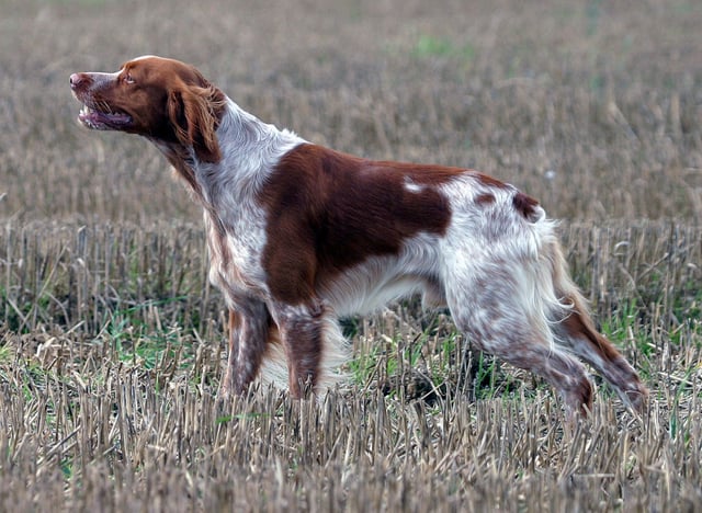 Jørlundes