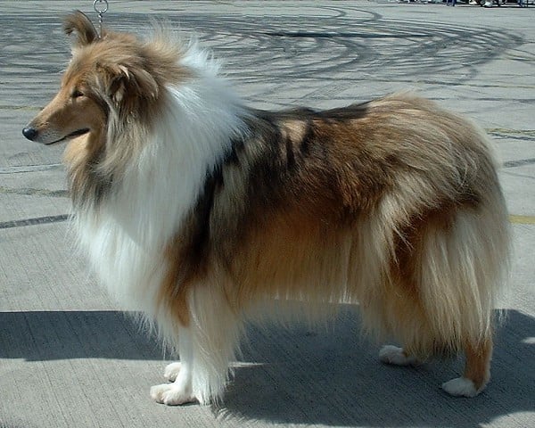 Derfel Angel Collies