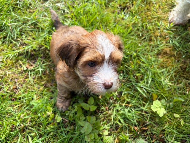 Vår Frues Kennel