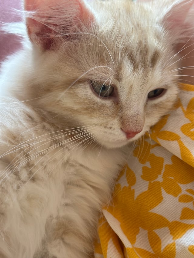 Petit Pavot
