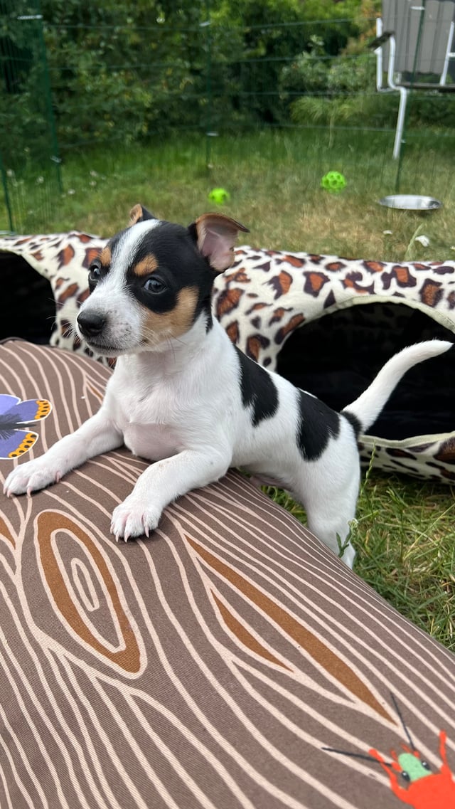 Kennel Atrichos
