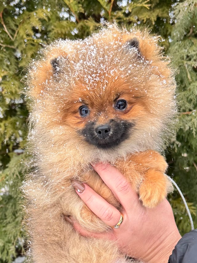 Triple L Poms