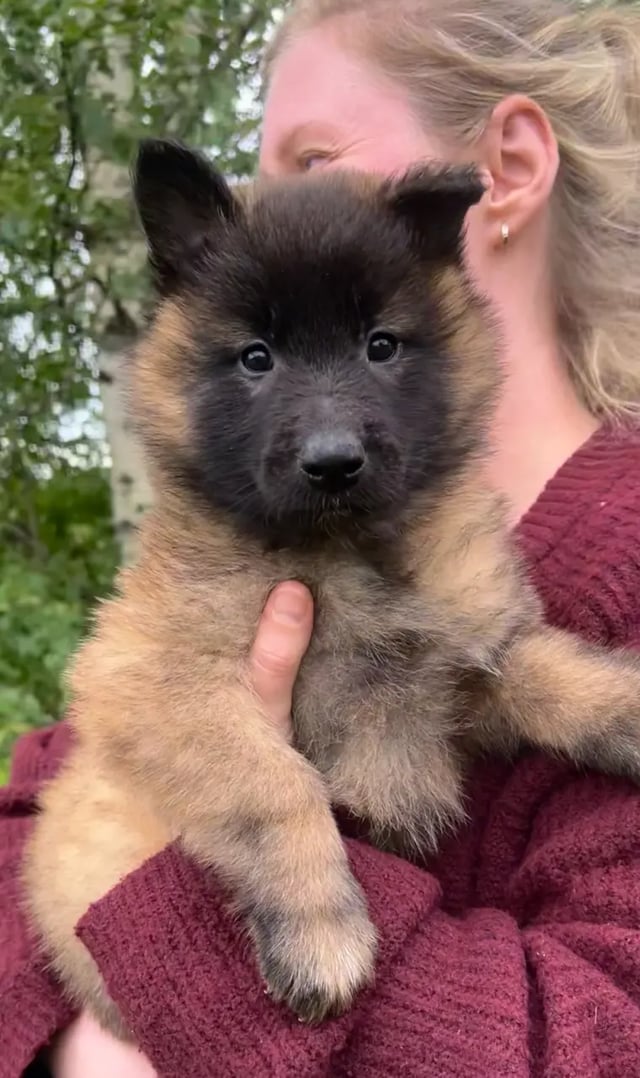Appearance & Coat