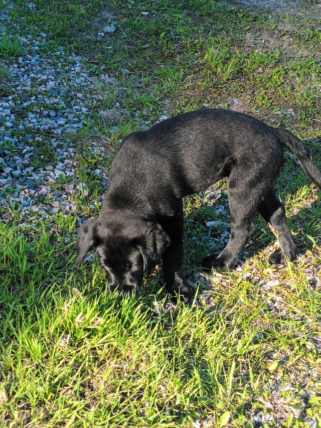Mitzys retrivers