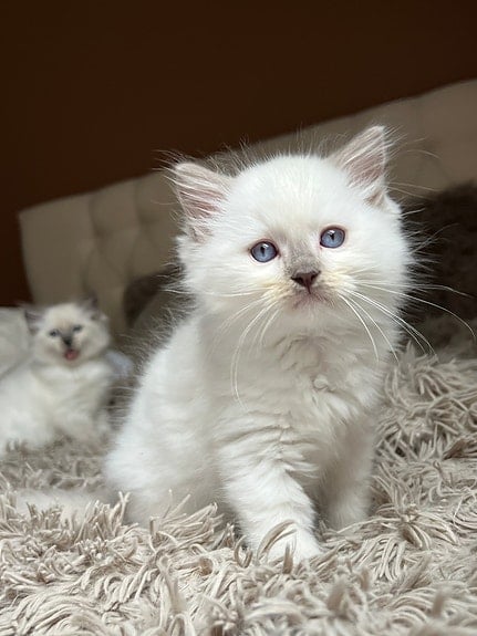 SE*Havannas Ragdoll
